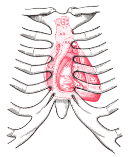 heart
