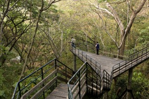Thenmala_Ecotourism_bridge