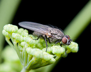 Anthomyiidae_sp