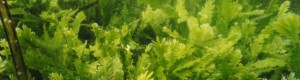Caulerpa Taxifolia