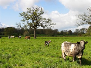 Cows