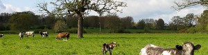Cows