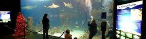 Wonders_of_Wildlife_Museum_(shark_tank)