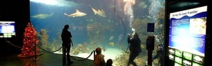 Wonders_of_Wildlife_Museum_(shark_tank)