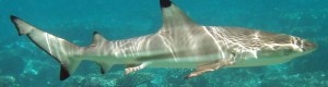 Carcharhinus_melanopterus_mirihi