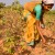 Cotton_picking_in_India