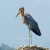 Greater_adjutant
