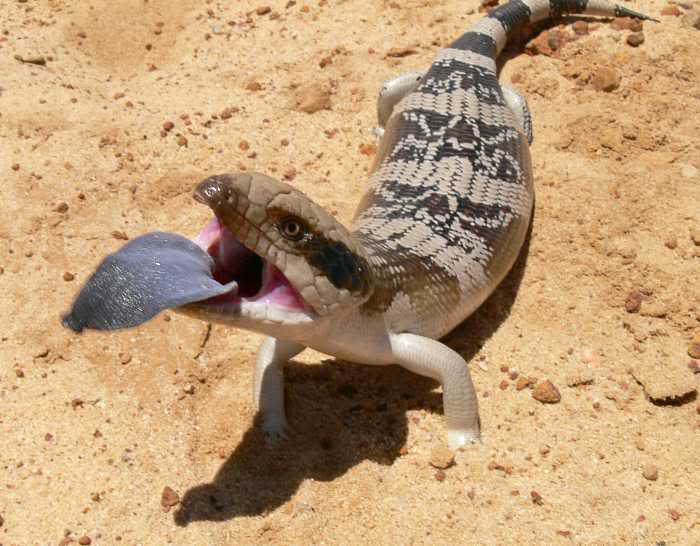 blueTongue skink