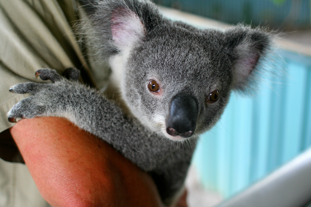 koala