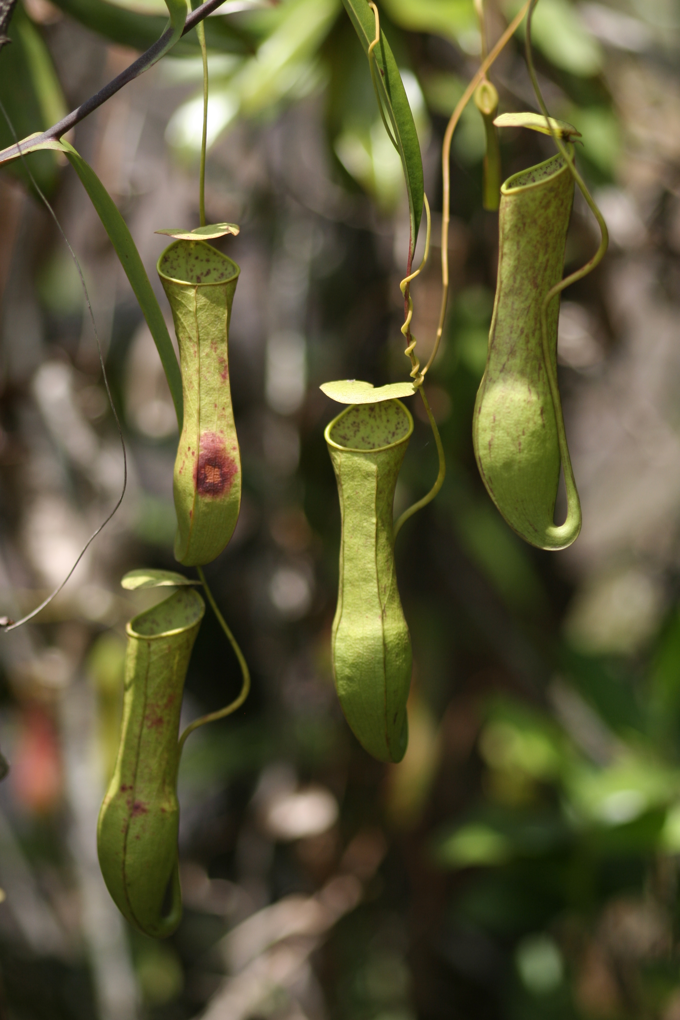 N_gracilis_2
