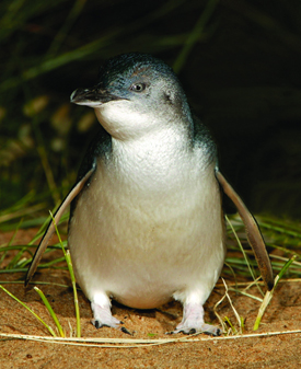 single penguin