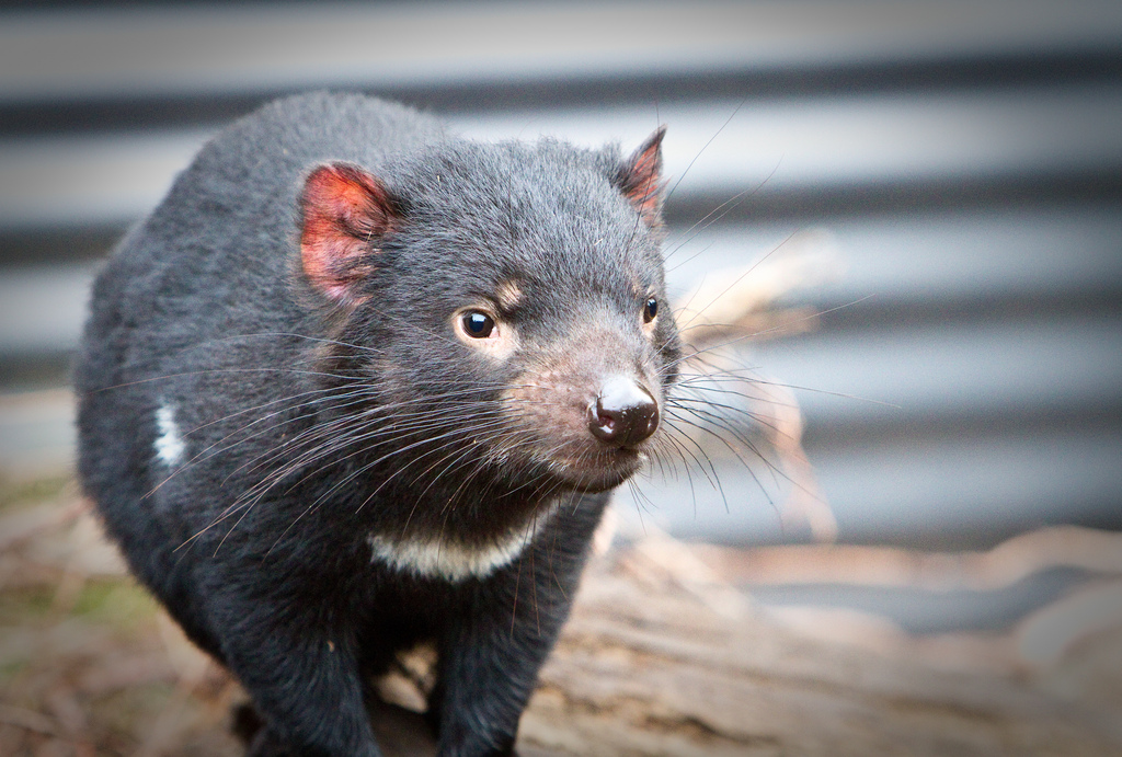 Tasmanian Devil