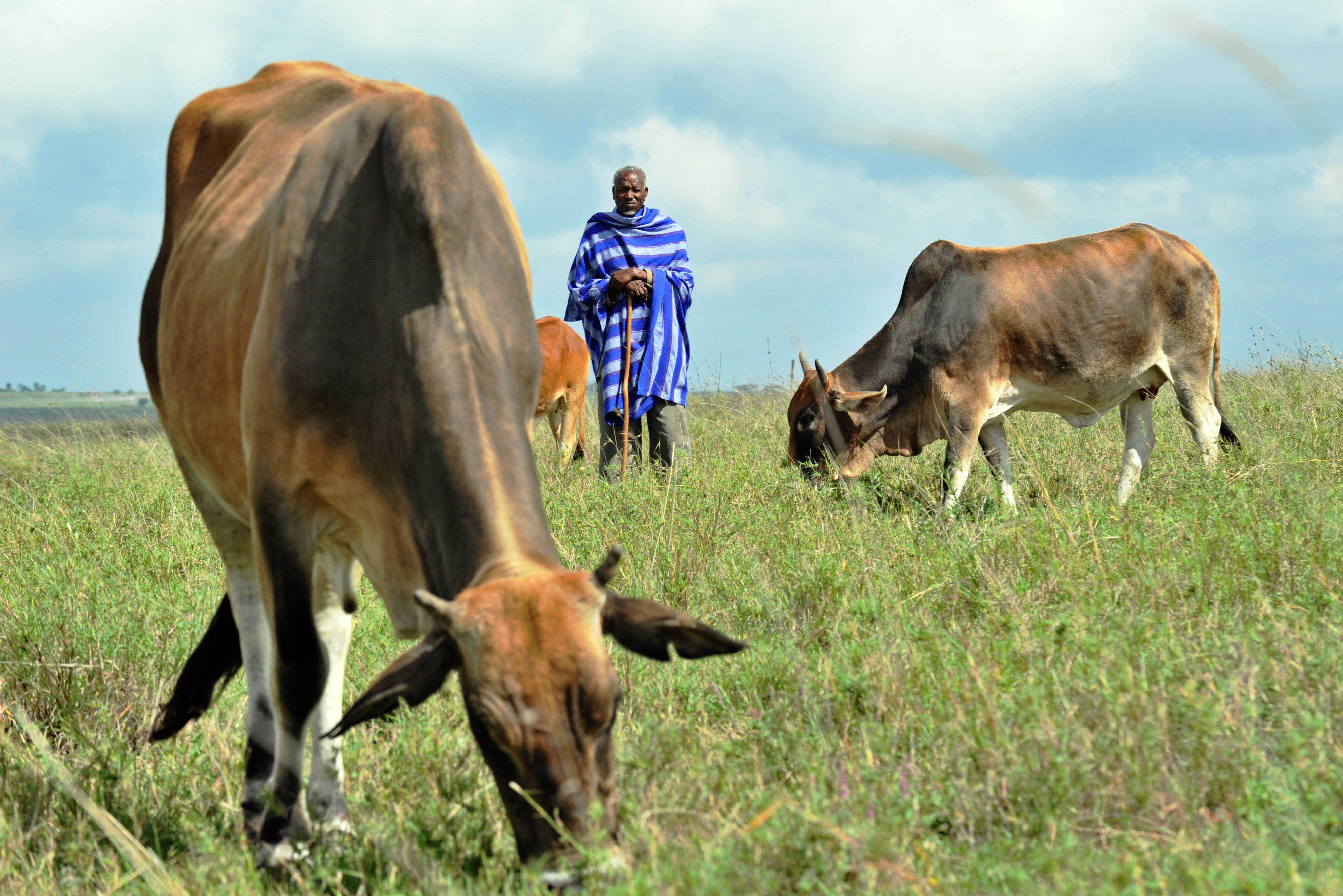 Global Rinderpest Eradication Programme (GREP)