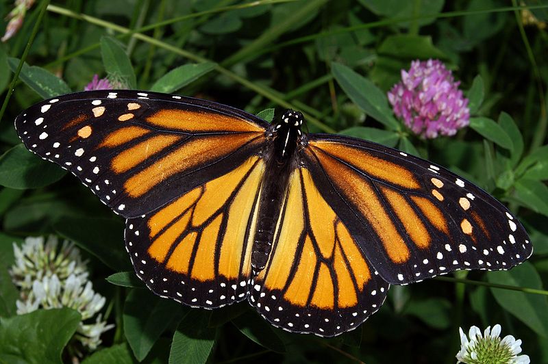 Monarch butterfly (Danaus plexippus), Source: Wikipedia Commons