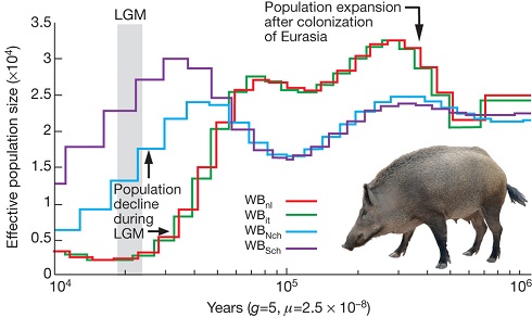 Demographic history of wild boars. Image from Groenen et al. (Nature, 2012).
