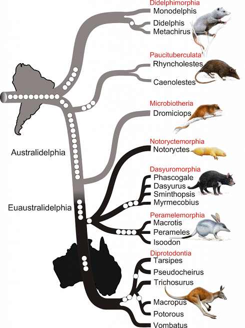 evolution of marsupials Marsupial and monotreme evolution and biogeography 3 table 1 some of the differences between the ancestral body plans of monotremes, marsupials, and. evolution of marsupials Marsupial and monotreme evolution and biogeography 3 table 1 some of the differences between the ancestral body plans of monotremes, marsupials, and.