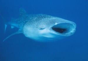 Whale Shark Courtesy of Dr Brad Norman, ECOCEAN