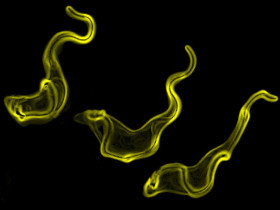 Trypanosomes