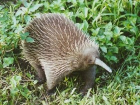 Long Beaked Echidna