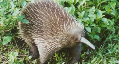 Long Beaked Echidna