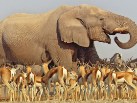 BBC Africa