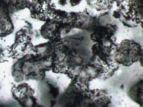 The world's oldest fossils?