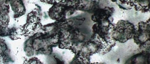 The world's oldest fossils?