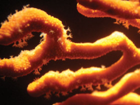 Coral Polyps