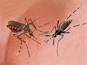 Satyrized (Left) and satyr (Right) mosquito species.
