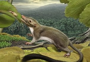 Our long-lost ancestor... Photo Credit: Carl Buell