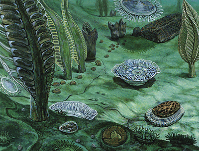 ediacaran biota 2