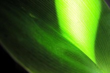 Convallaria majalis leaf