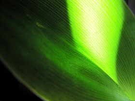 Convallaria majalis leaf