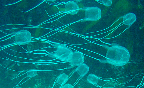 Box jellyfish!