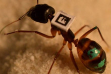 How to catalogue your ants
