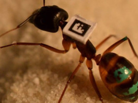 How to catalogue your ants