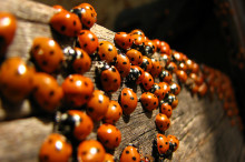 ladybirds1