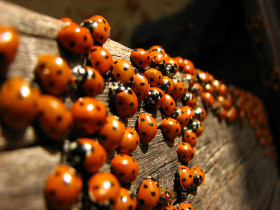ladybirds1