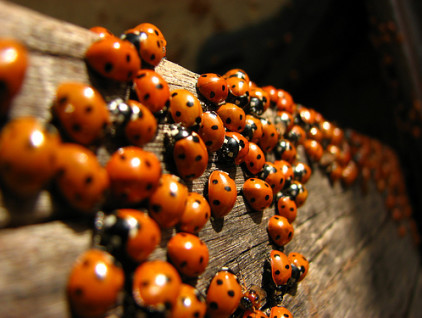 ladybirds1