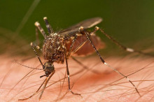 mosquito