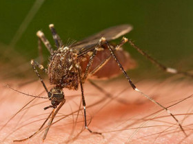 mosquito
