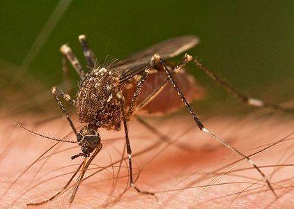 mosquito