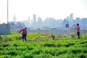 Brooklyn Grange, via Gothamist.com