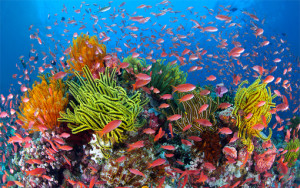 The Great Barrier Reef, © Gary Bell/Oceanwidelmages.com, via Australian Conservation Foundation website