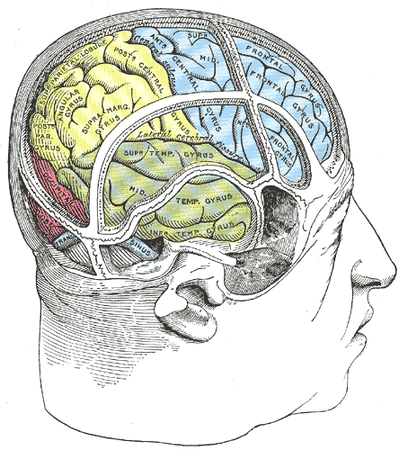 hemispherical neglect 1