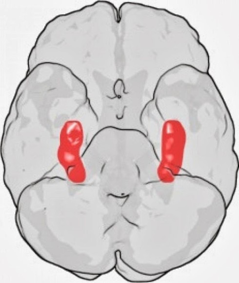 Researchers created a virus which produces the tomosyn protein; a protein which hinders the secretion of neurotransmitters in abnormal amounts. Injecting the virus into the hippocampus region in mice,  researchers performed a series of behavioral tests designed to measure memory, cognitive ability and motor skills. The image shows the location of the hippocampi in the brain.