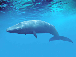 Blue Whale, via NPR.org