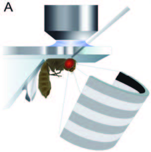 An example of the experimental set-up to measure the neuron activity and visual field of the fruitfly. Image is courtesy of Matthew S. Maisak, Juergen Haag et al, Max Planck Institute of Neurobiology.