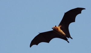 Flying virus carrier. Photo credit: Jonathan H. Epstein/ EcoHealth Alliance