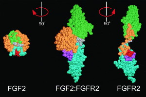 Growth Factors fit perfectly into Growth Factor Receptor Binding Sites. Two different types of Fibroblast Growth Factor (FGF1 and FGF2, left) shown bound to its specific receptor (center) and separate (right). Image credit: Alexander Plotnikov.